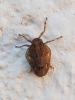 Issus coleoptratus